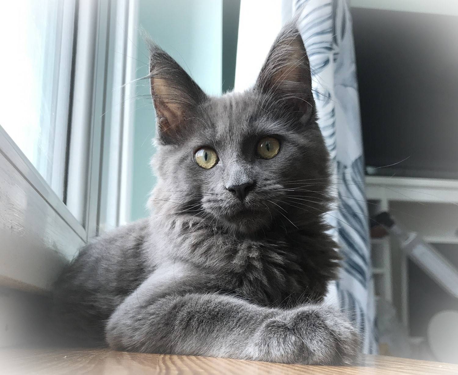 Anielka